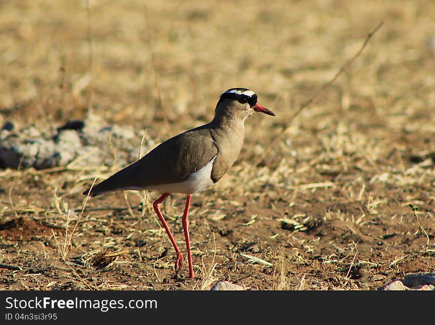 Crowned Plover - African feathered paint