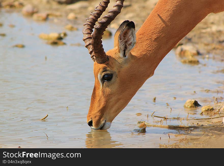 Adult male Imapala (common) drinking water on a game ranch in Namibia, Africa. Adult male Imapala (common) drinking water on a game ranch in Namibia, Africa.