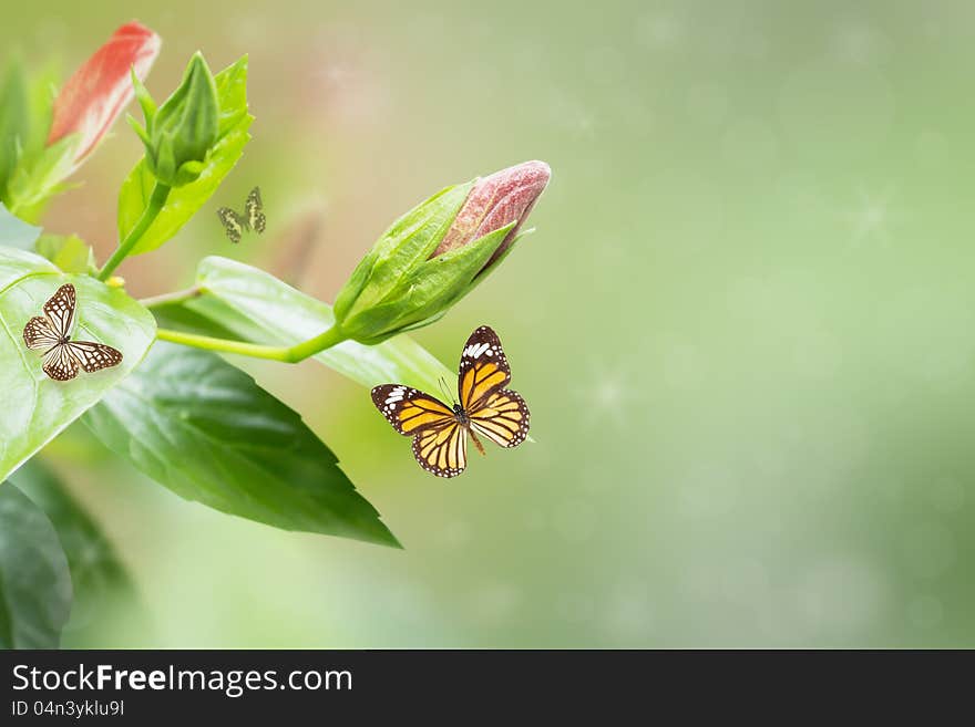 Background of Hibiscus Flower and Butterfly