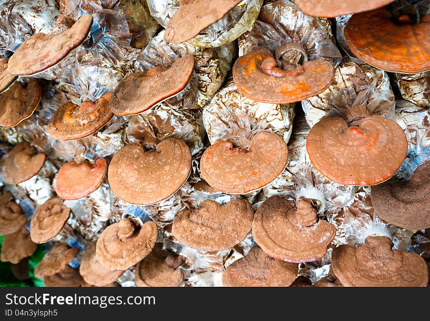 Lingzhi mushrooms