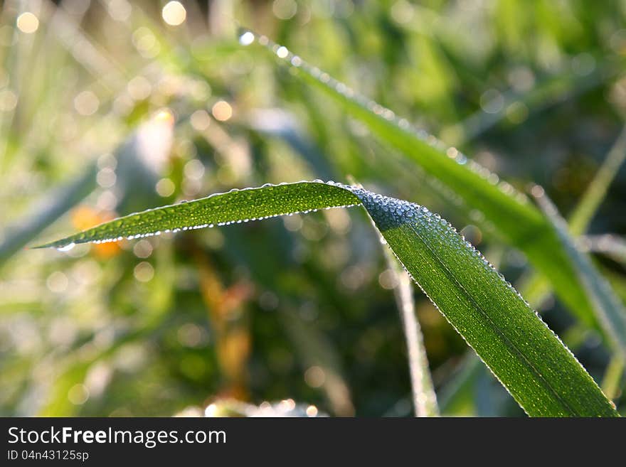 Morning Grass