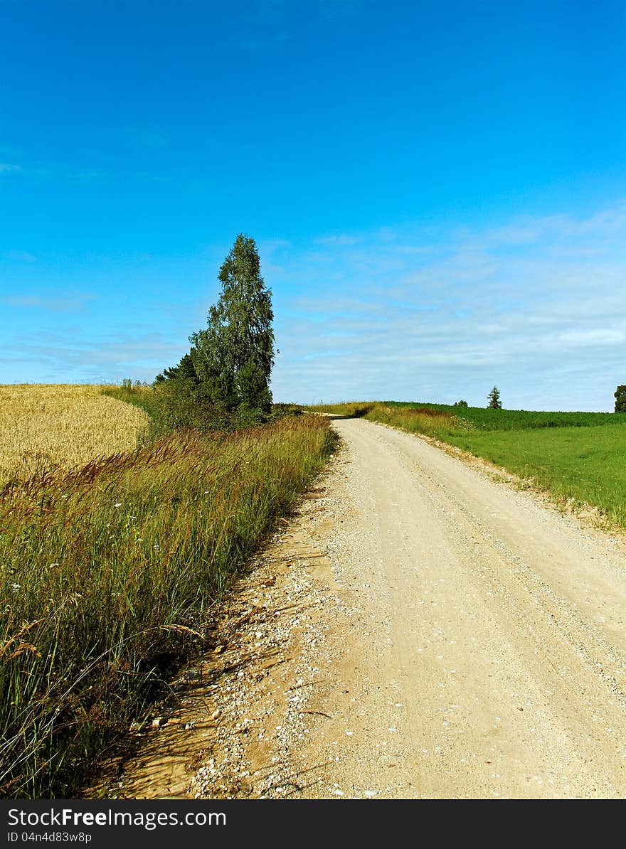 Tree at the road.