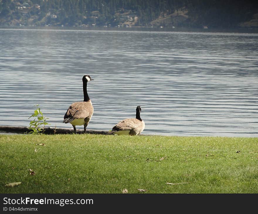 Two geese on a beach near the lake. One goose, is on alert. Two geese on a beach near the lake. One goose, is on alert.