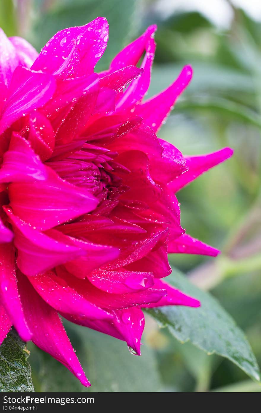 Photo Of Garden Flowers Peony