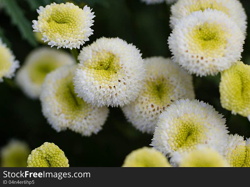 Photo of garden flowers