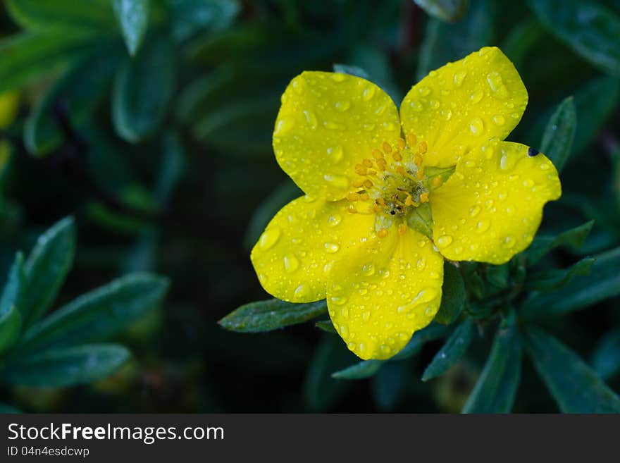 Photo of garden flowers cinquefoil