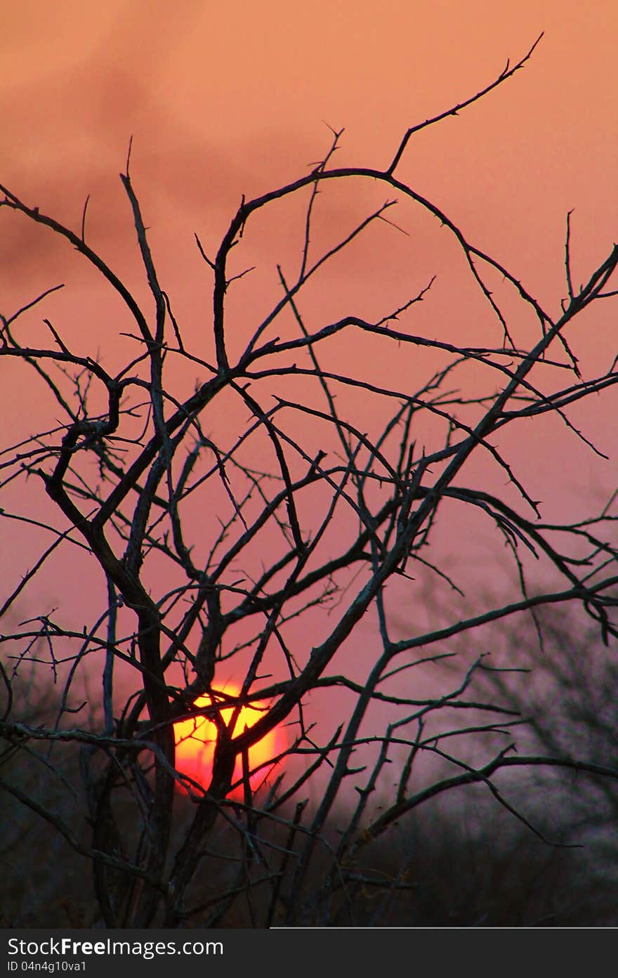 African sunset through the bushveld.  Photo taken in Namibia, Africa. African sunset through the bushveld.  Photo taken in Namibia, Africa.