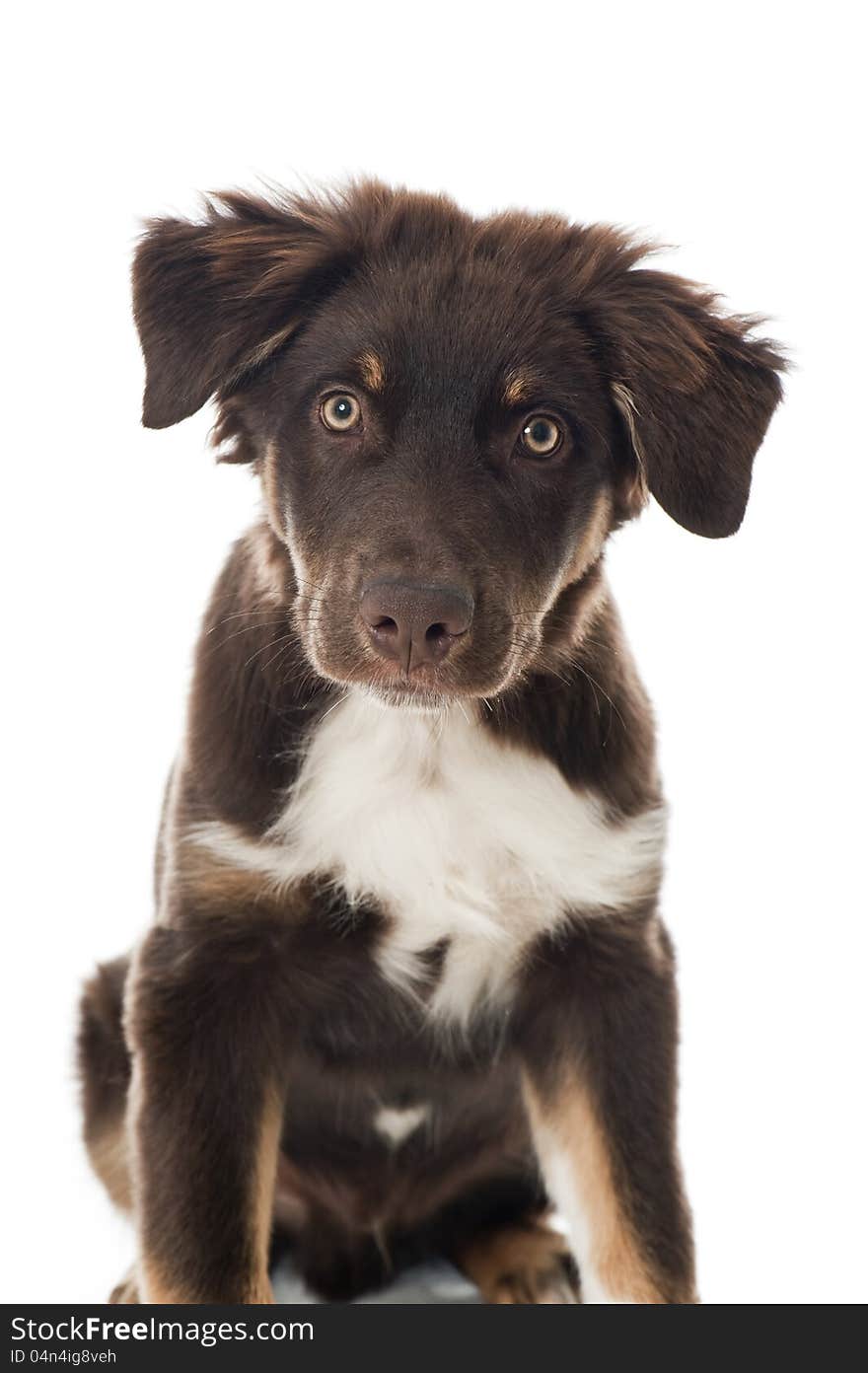 Australian Shepherd Dog isolated on white