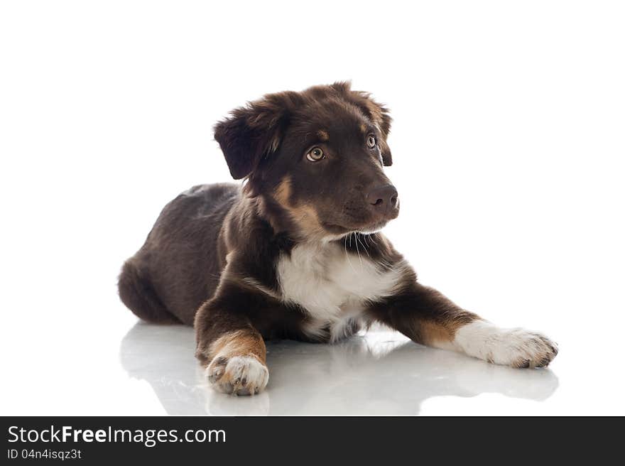 Australian Shepherd Dog on white