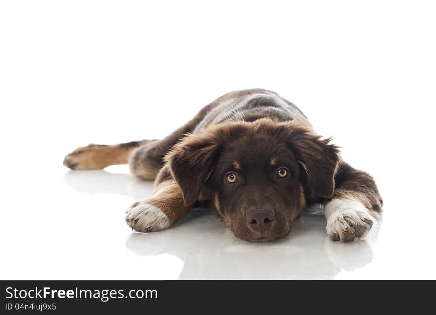 Australian Shepherd Dog on white