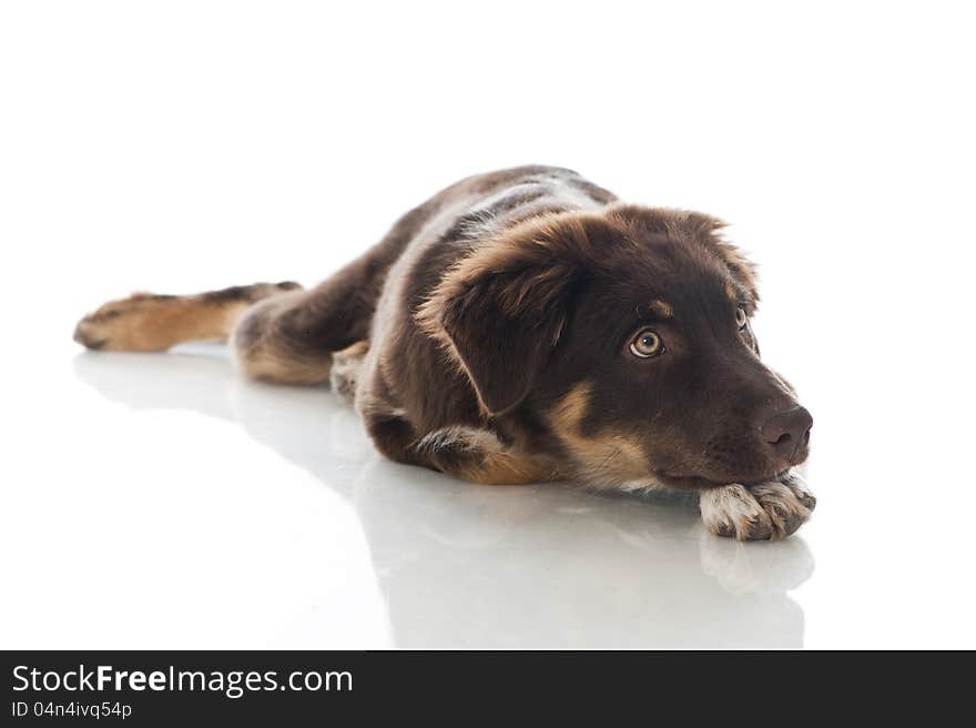 Australian Shepherd Dog on white