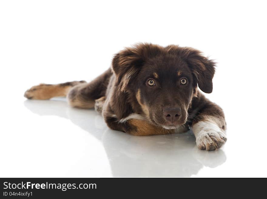 Australian Shepherd Dog on white