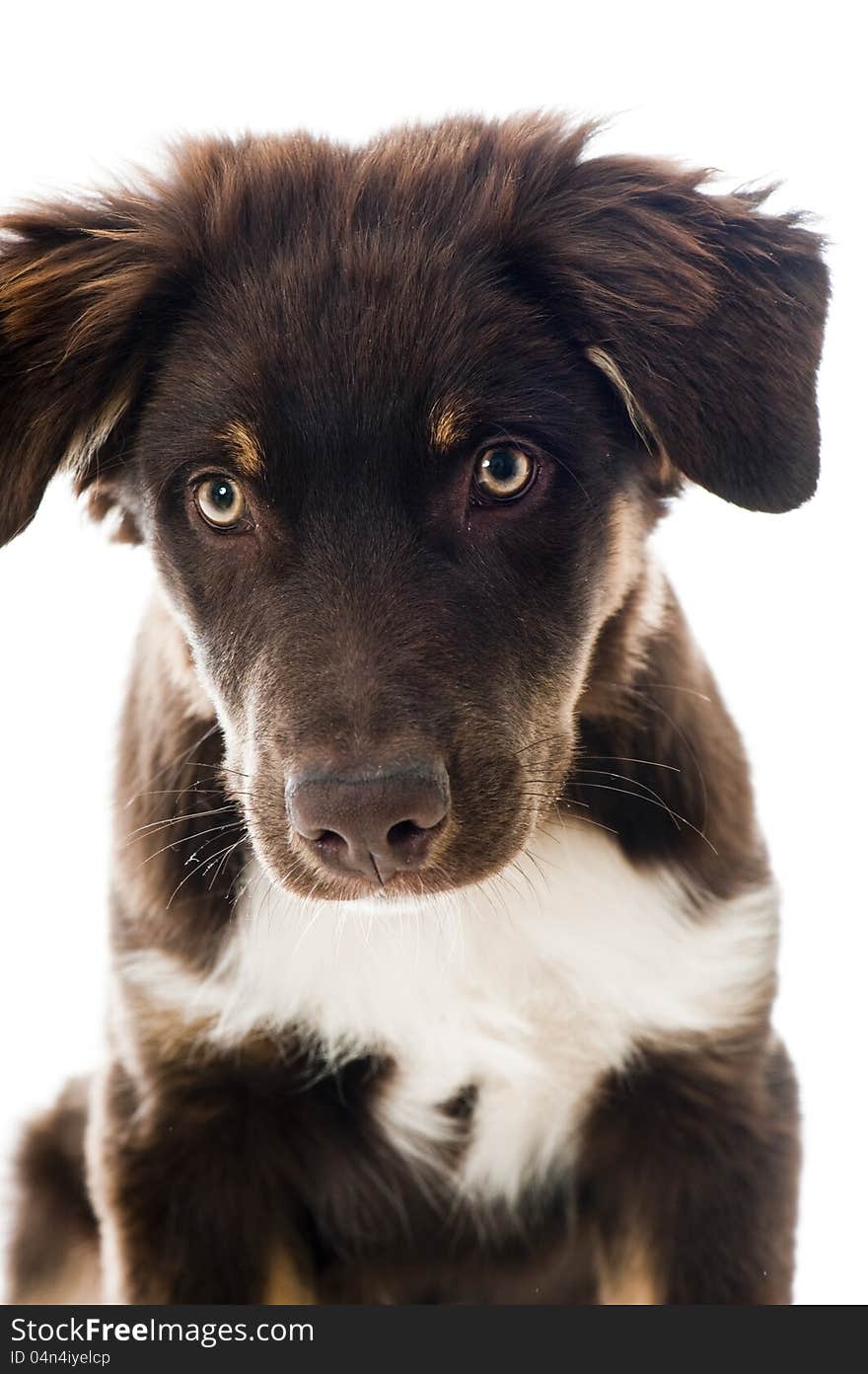 Australian Shepherd Dog isolated on white