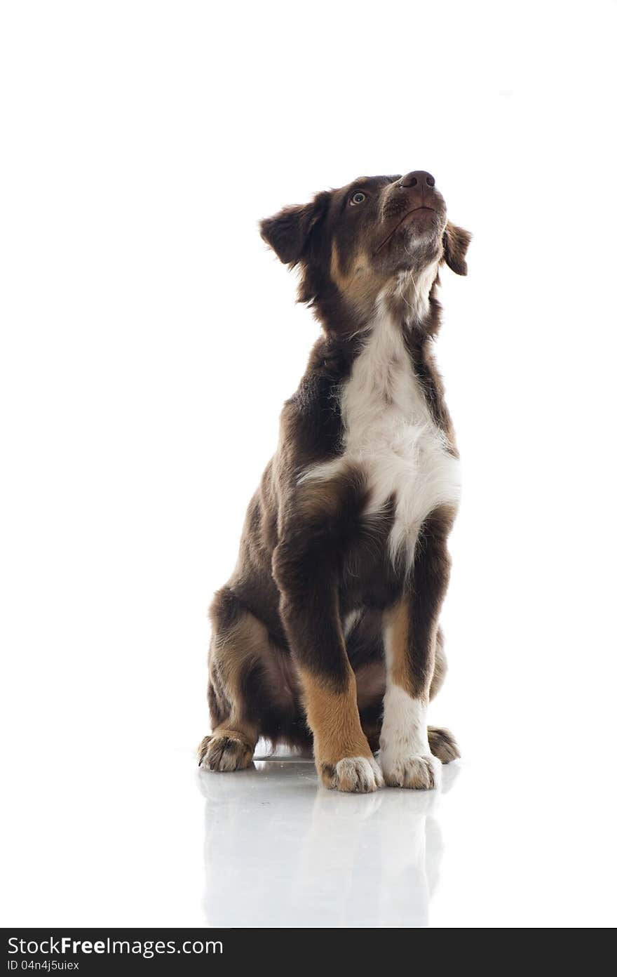 Australian Shepherd Dog on white