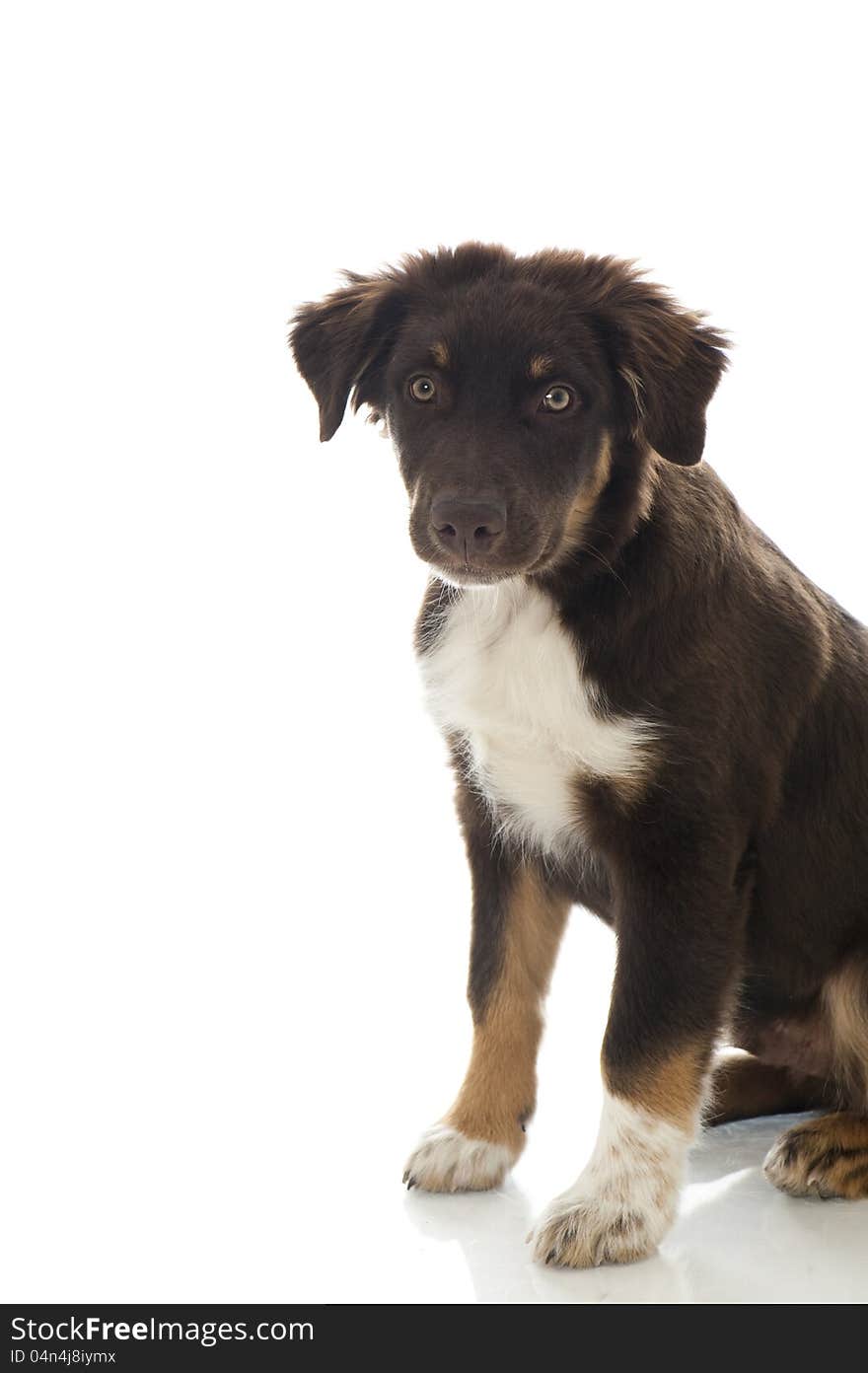 Australian Shepherd Dog on white