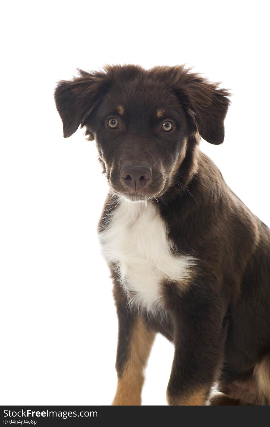 Australian Shepherd Dog isolated on white