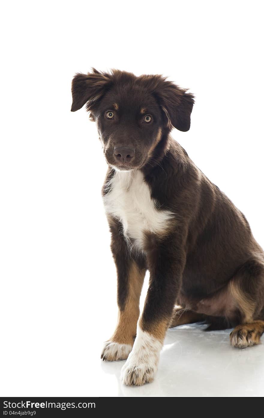 Australian Shepherd Dog  on white