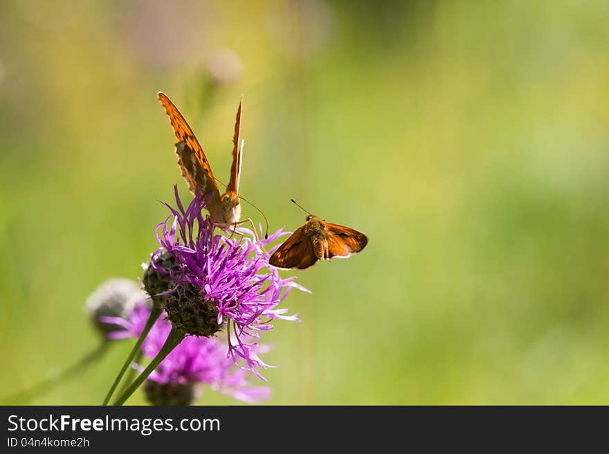 Flying Skipper And A Fritillary On A Thistle