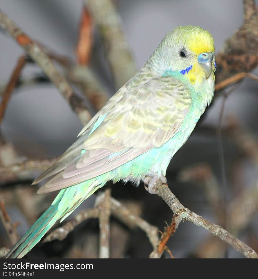 A budgerigar bird sitting on a tree branch