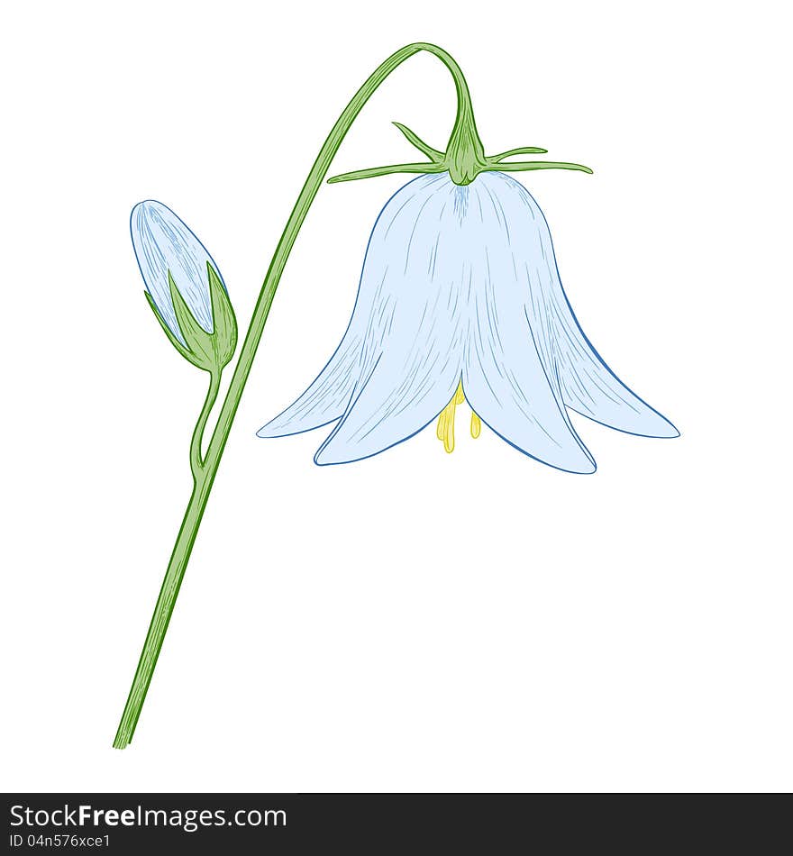 Vector blue bell-flower isolated on white background. Vector blue bell-flower isolated on white background.