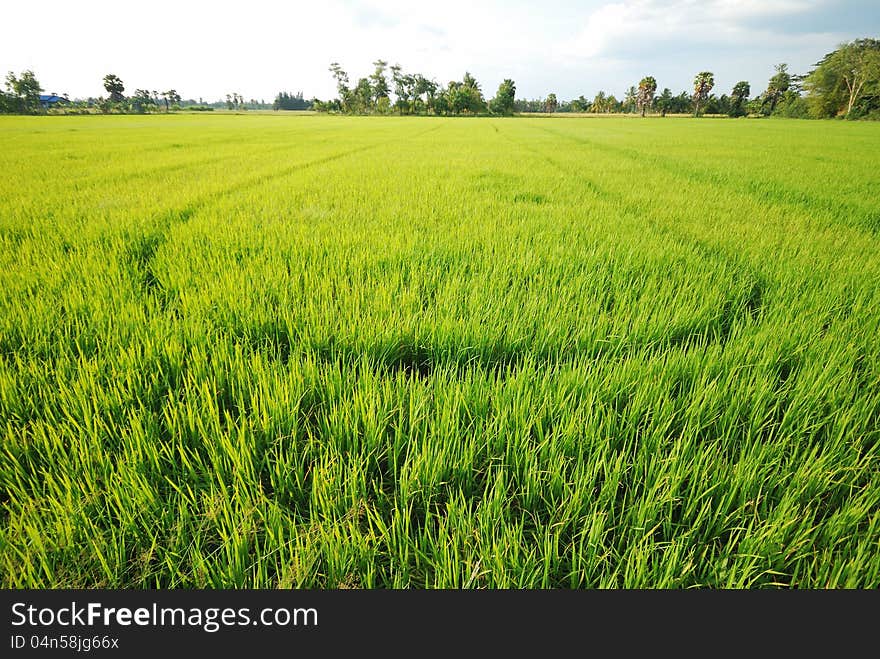 Rice Plantation