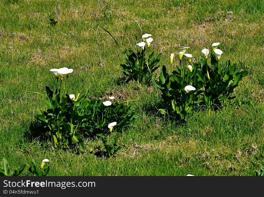 White Arum Lily