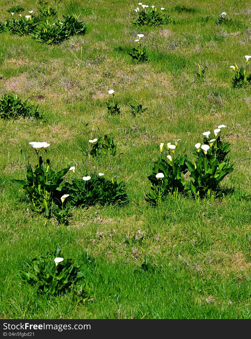 Meadow with beautiful wild white Arum Lily