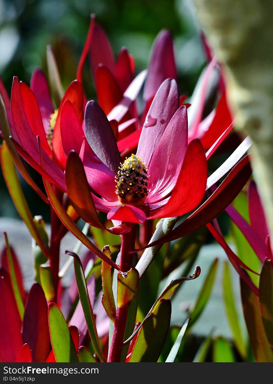 Close up of  beautiful pink protea blossom