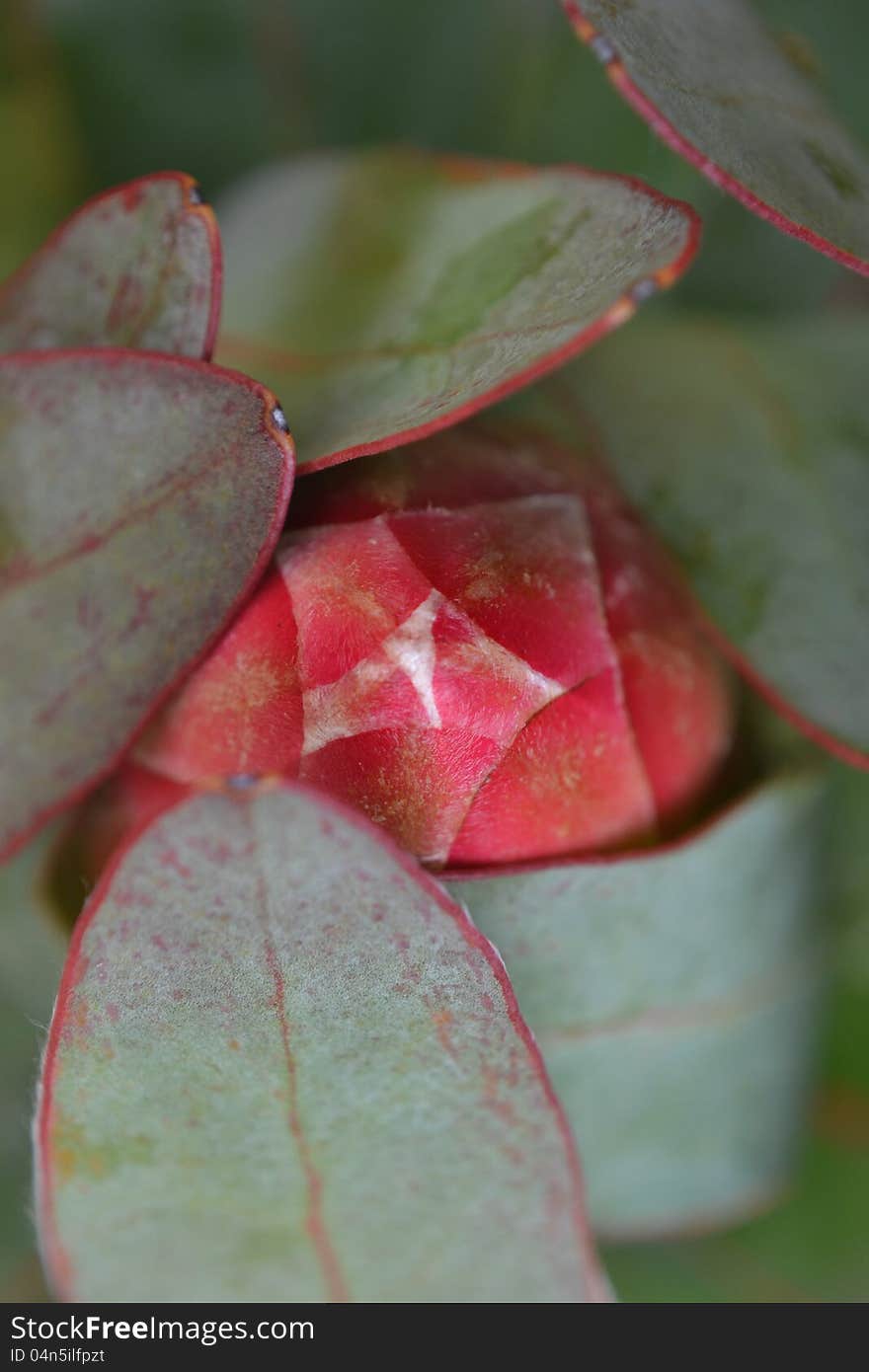 Close up of protea blossom bud protected by leafs