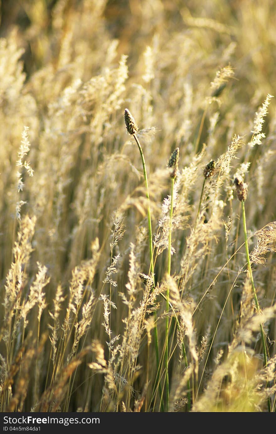 Dry Steppe Grass