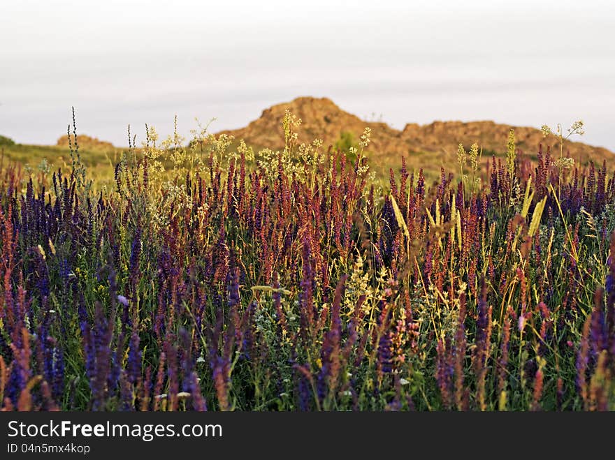 Beautiful summer landscape in the mountains