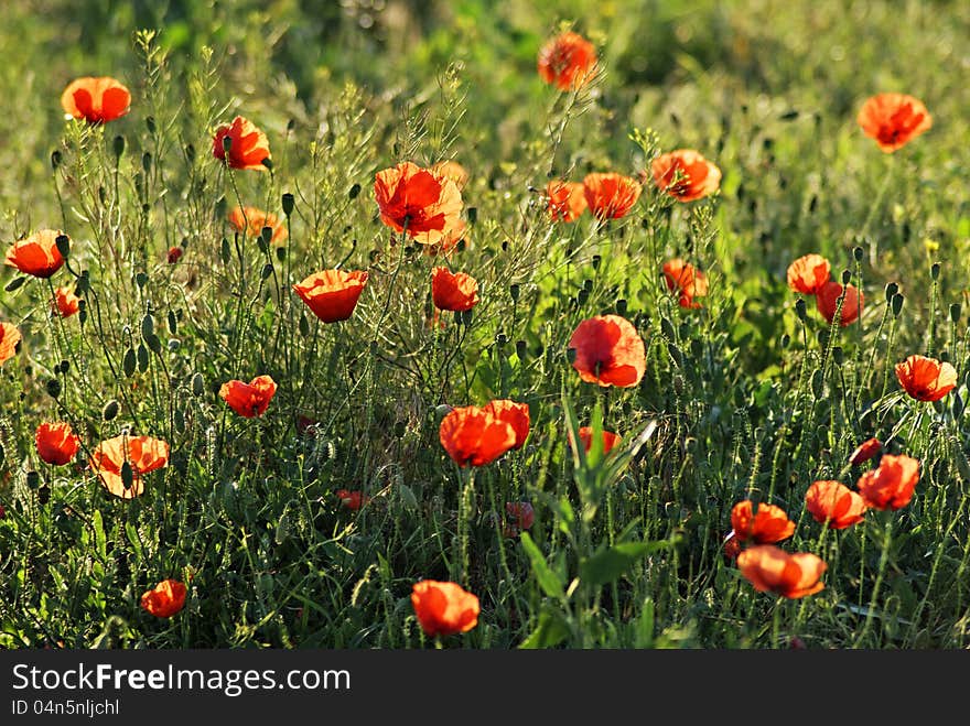 Red Poppy