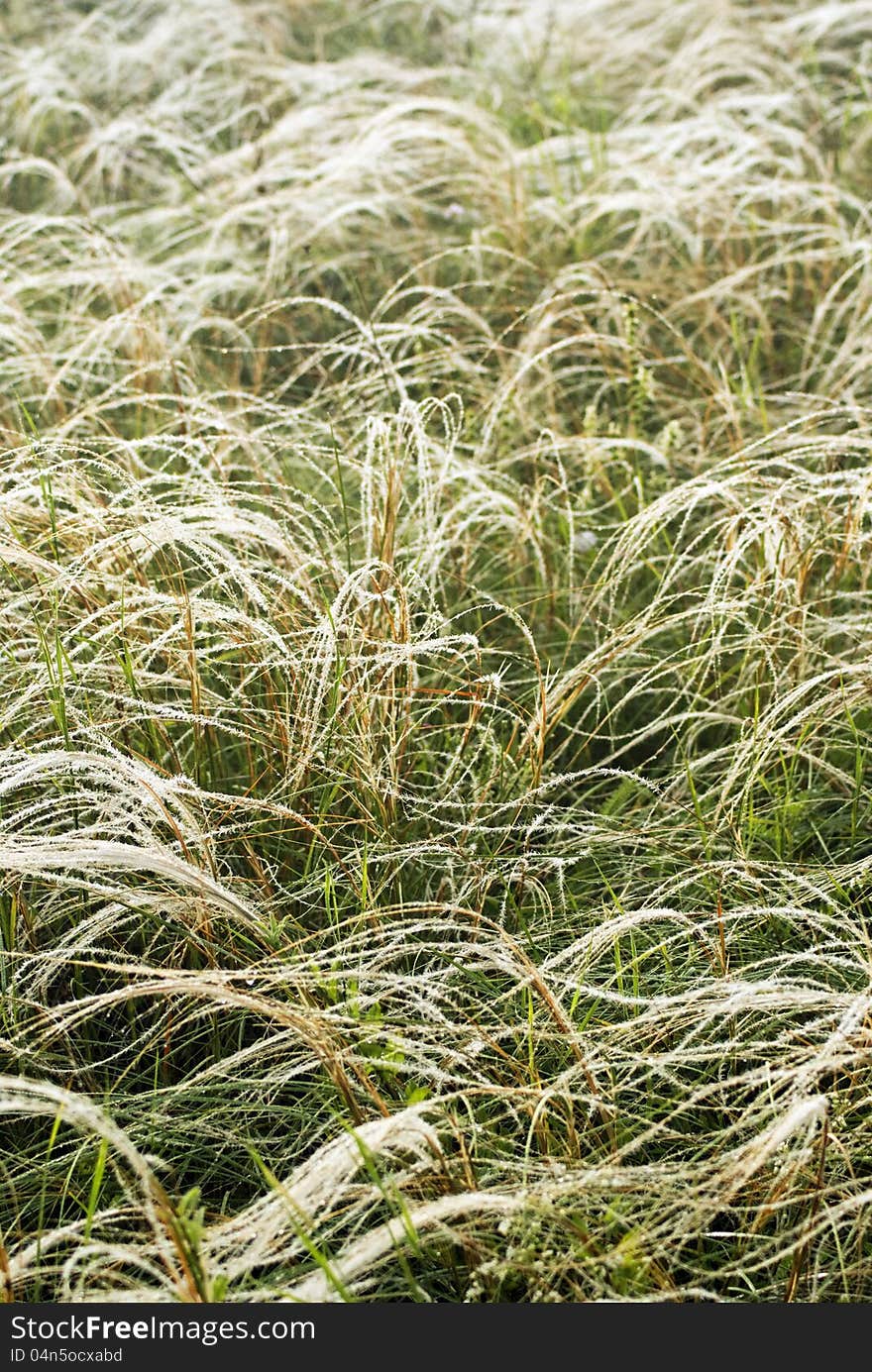 Feather grass in wind