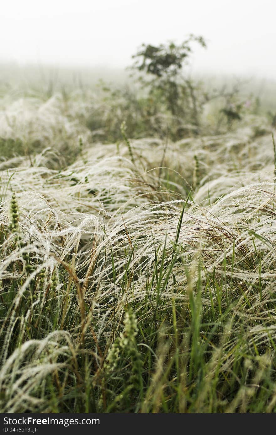 Feather grass in wind