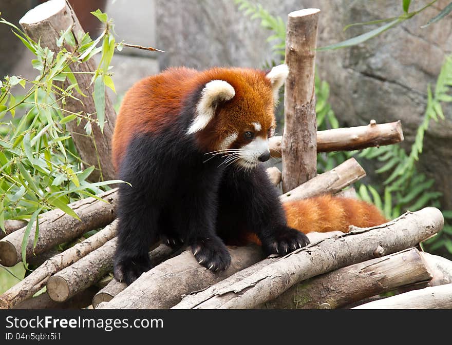 Red panda sitting on logs in a zoo. Ocean park, GongKong, China. Red panda sitting on logs in a zoo. Ocean park, GongKong, China.