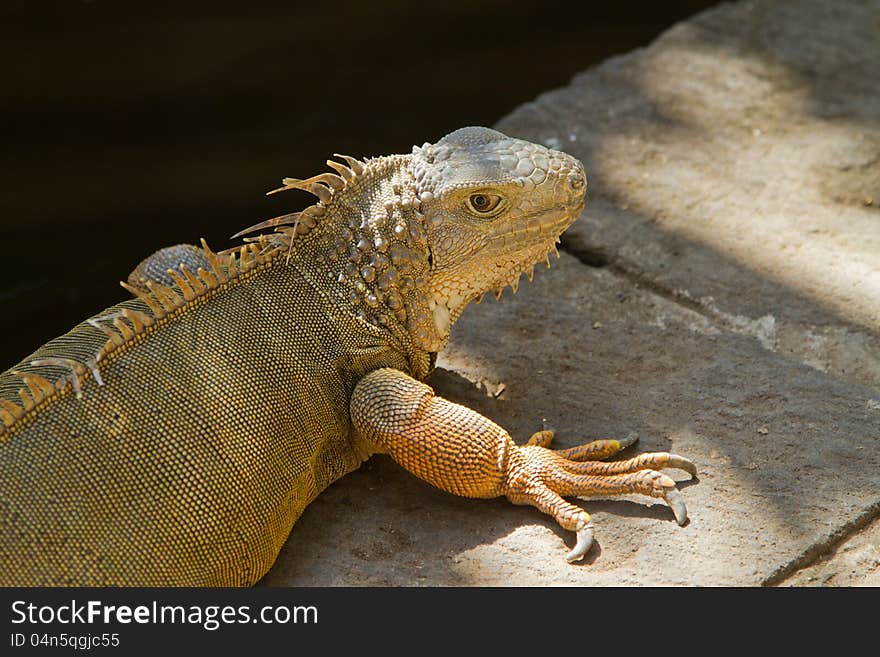 Iguana. Close up.