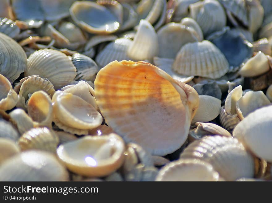 Sea shells. Coast. Beach