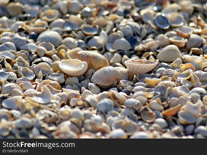 Shells on the Sea of ​​Azov. Texture. Shells on the Sea of ​​Azov. Texture