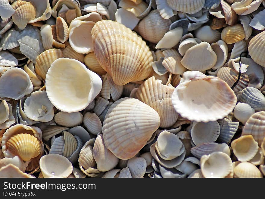 Shells on the Sea of ​​Azov. Texture. Shells on the Sea of ​​Azov. Texture