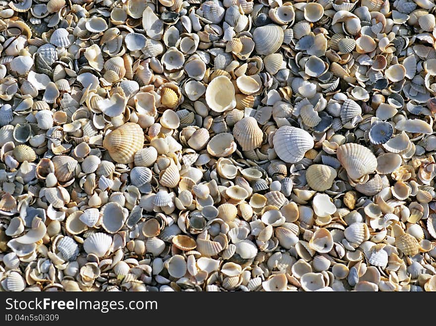 Shells on the Sea of ​​Azov. Texture. Shells on the Sea of ​​Azov. Texture