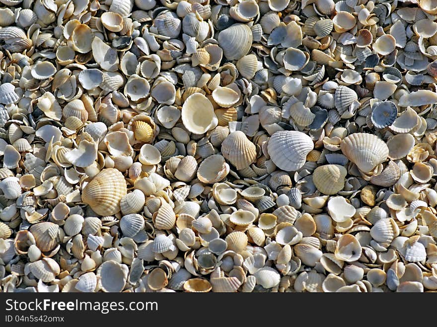 Shells on the Sea of ​​Azov. Texture. Shells on the Sea of ​​Azov. Texture