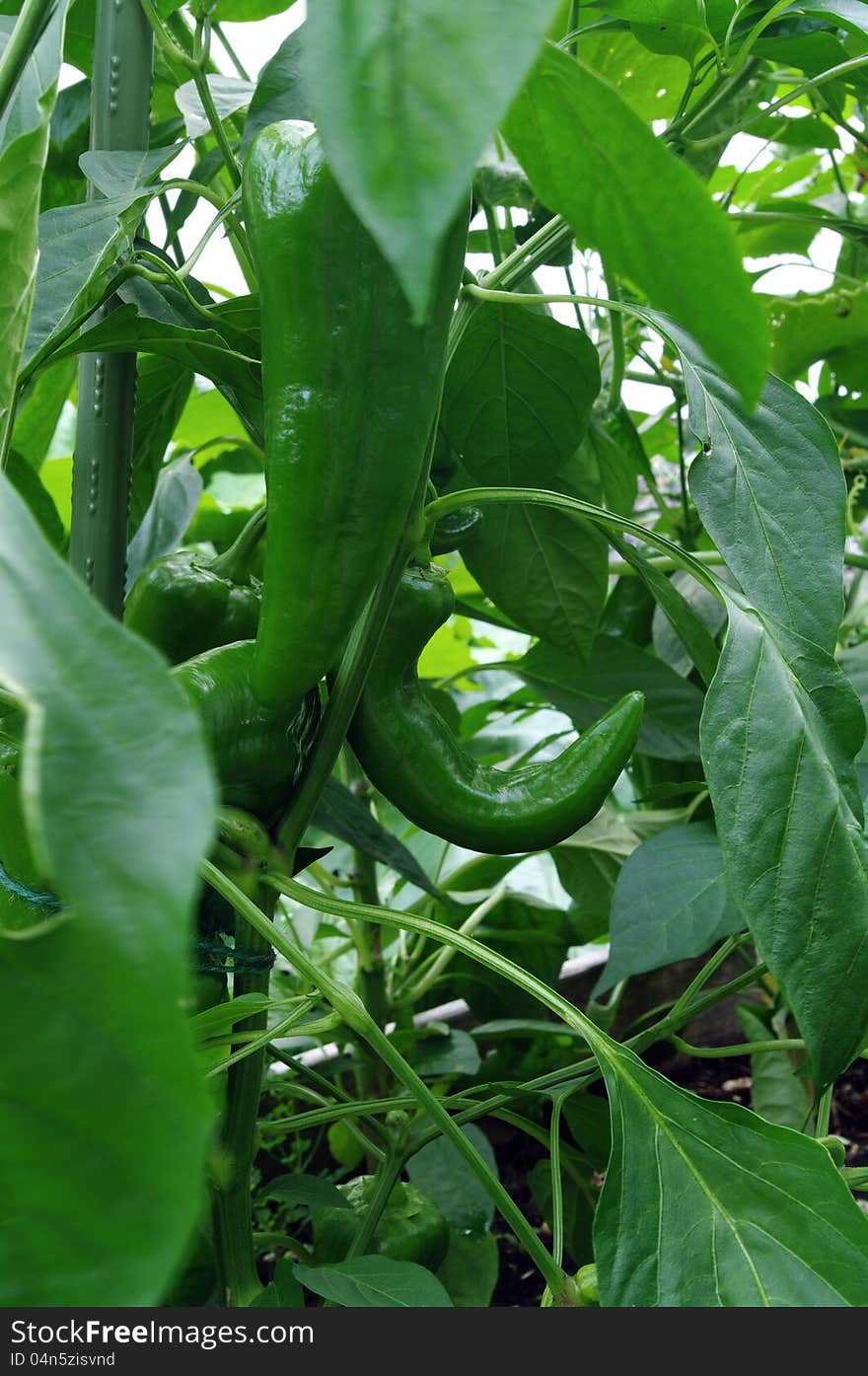 Green bullhorn peppers being raised in an urban gadren. Green bullhorn peppers being raised in an urban gadren