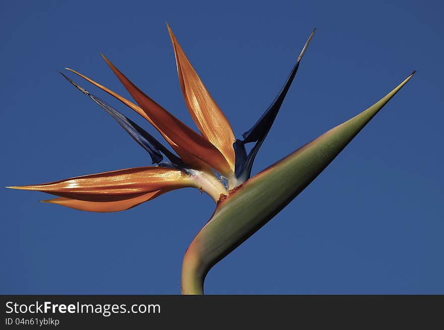 A Strelitzia bloom against the blue sky