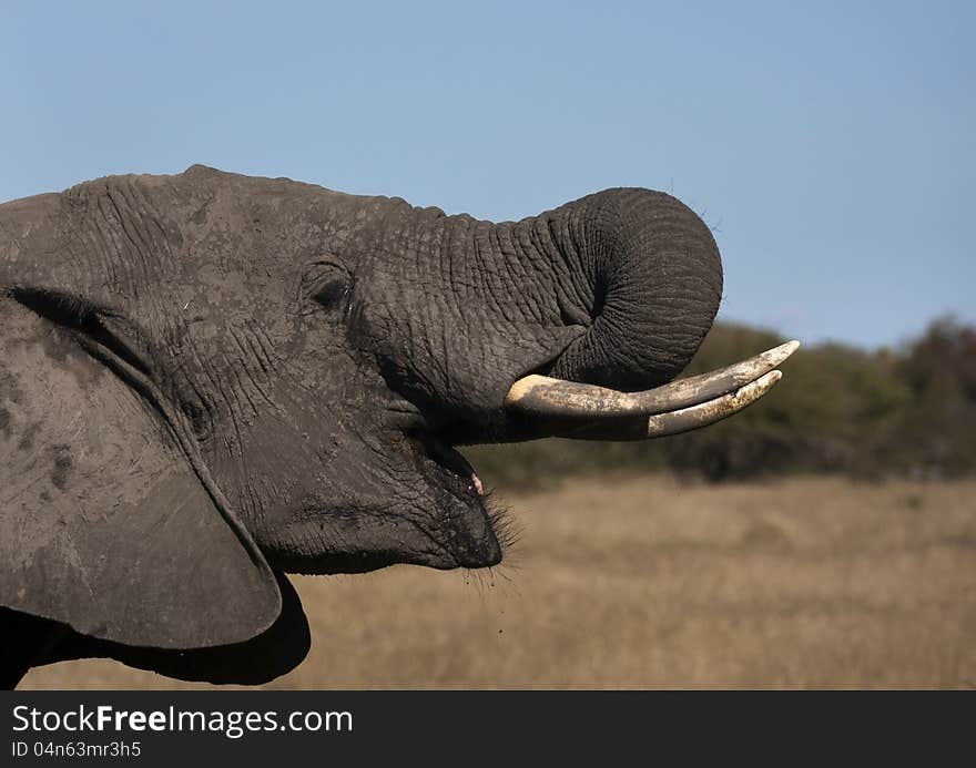 An elephant pouring water into its mouth. An elephant pouring water into its mouth