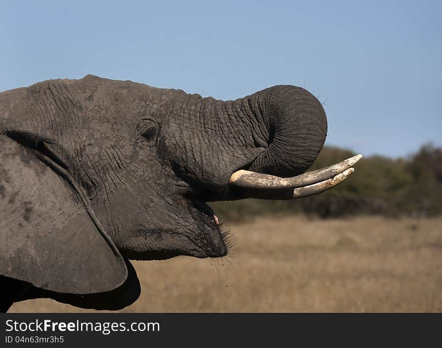 Elephant Drinking