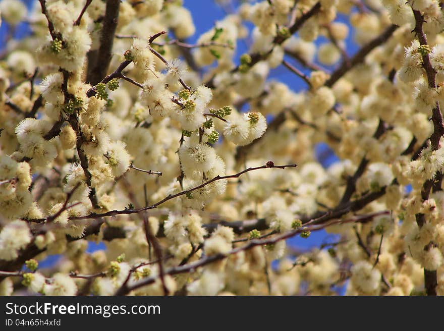 White and yellow orange blossoms from the thornbush (Acacia Mellifera). Photo taken in Namibia, Africa. White and yellow orange blossoms from the thornbush (Acacia Mellifera). Photo taken in Namibia, Africa.