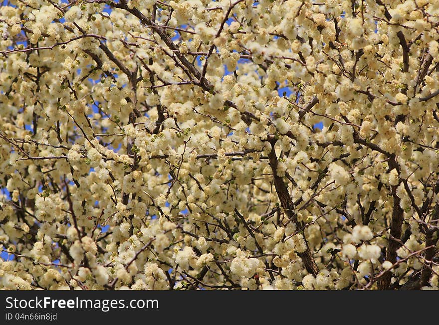 Thornbush Blossoms - African Spring Sensasional