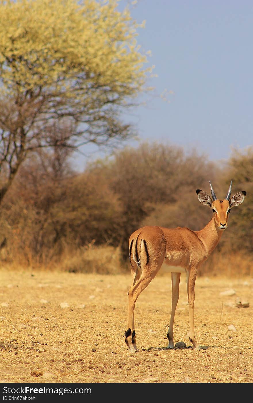 Impala and African spring blossoms