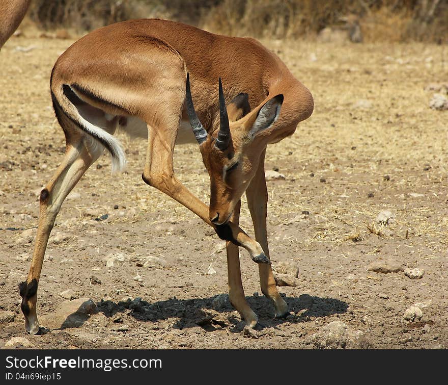 Imapala (common) scratching itchy leg, on a game ranch in Namibia, Africa. Imapala (common) scratching itchy leg, on a game ranch in Namibia, Africa.