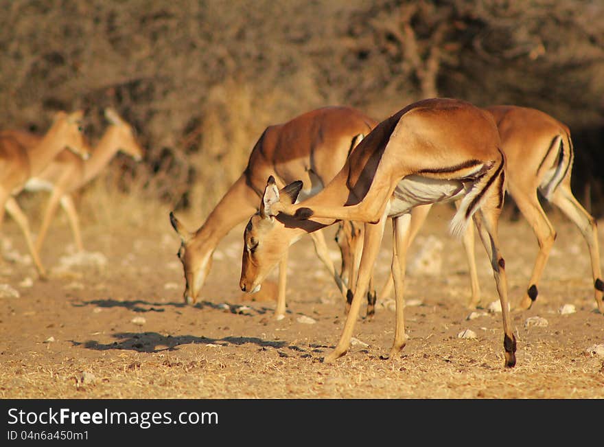 Impala scratching itchy ear - African Antelope